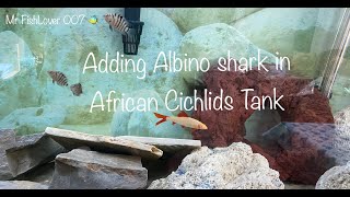 Adding Albino shark in 40 gallons African Cichlids community tank. See what happens after