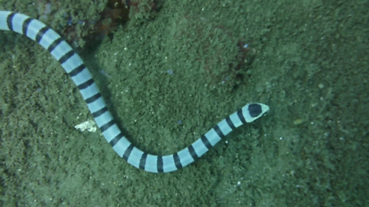 White with Black Striped Snake YouTube White with Black Striped Snake YouTube