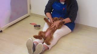 トイプードルのリラックスポジションと歯磨き練習 Youtube