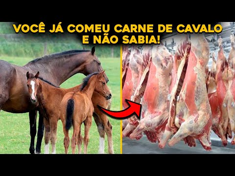 CONHEÇA O MAIOR FRIGORÍFICO DE CAVALOS DO BRASIL - INACREDITÁVEL! 