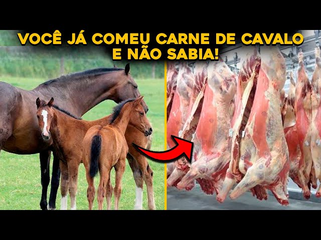 MGTV 2ª edição - Uberlândia  Frigorífico que abate cavalos em