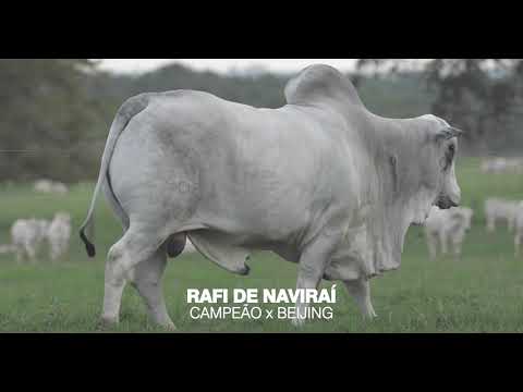 LOTE 13 - RAFI DE NAVIRAÍ