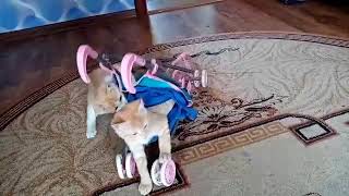 Cats and pram. by StreetWorld Cats 85 views 3 years ago 1 minute, 25 seconds