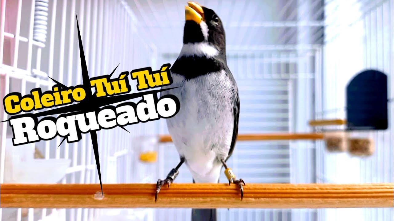 COLEIRO Tui Tui PURO Roqueado canto Grosso Vs Fêmea piando e chamando