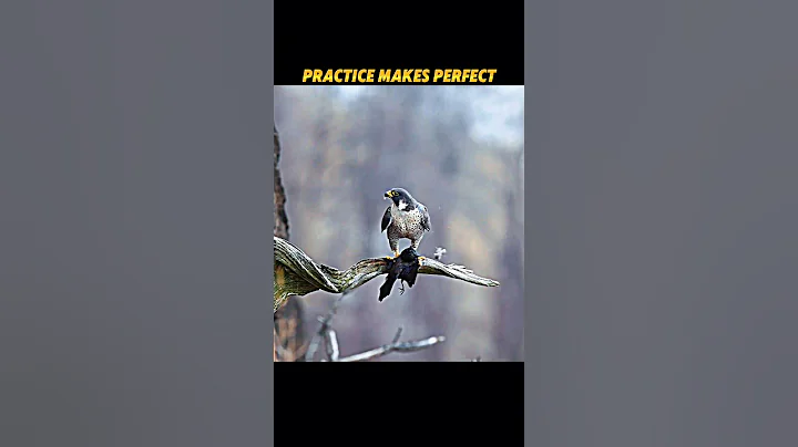 Falcon Training Pays Off! Practice Turns Into a Perfect Hunt! #trending #animals #birds #falcon thumbnail