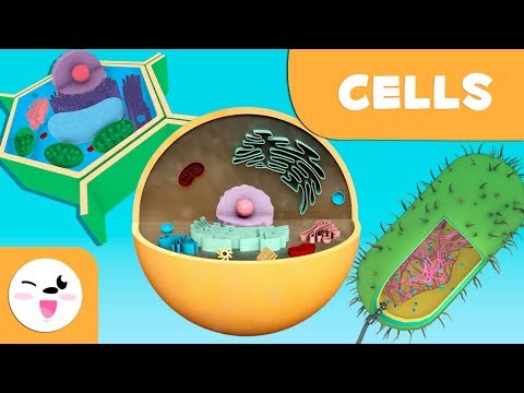 The cell: Structure, functions and its parts - Science for kids