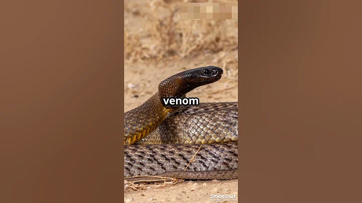 Snakes Can Do WHAT??  #snakes #wildlife #animals #nature #facts #viral #shorts #venomous #python