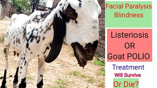 Typical Nervous signs || Meningitis in Adult Goat || Dr Muhammad Sattar Ahmed