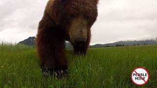 Big Male Coastal Brown Bears Fighting and Marking Territory During Mating Season In Alaska