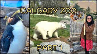 Tour to Calgary Zoo Part 1| Penguins, Polar bears and more