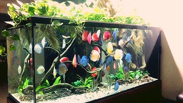 Nhưng con cá đĩa sống trong bể cá nước trong như pha Lê