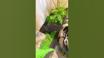 Thi công bồn tiểu cảnh cây giả hành lang #news #plants #home #homedecor #caygia #atzdecor