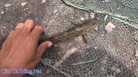 Câu Cá Chẽm / Đùng Phước An