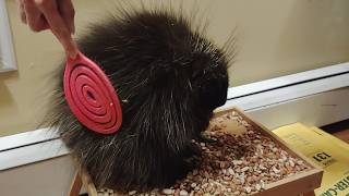 How To Brush A Porcupine