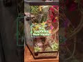 Crested Gecko's New Home
