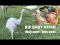 There’s Been a Death on the Farm (Remembering Baby Kevin)