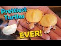 Unboxing baby albino sideneck turtles