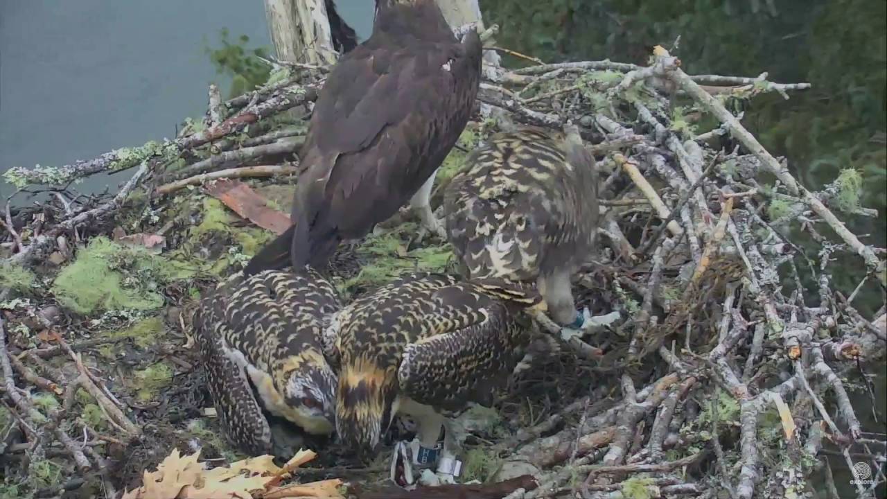 Hog Island Maine Osprey Cam ~ Little B. & Eric Self Feed First Time 7. ...