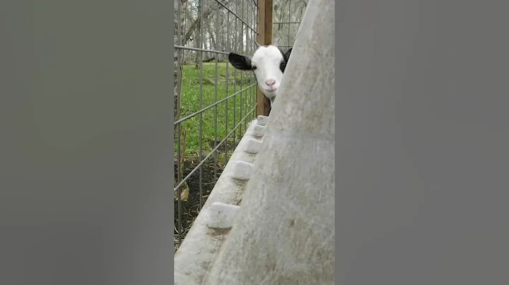 Rocket the goat playing "peek a goat."