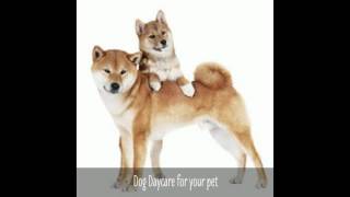 Dogtopia of North Austin Dog Daycare Center And Pet Boarding 512 333-1111