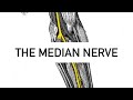 Median nerve (carpal tunnel nerve)