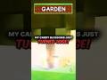 My Candy Blossoms Just Turned Huge! | Roblox Grow A Garden #growagarden #roblox #sheckles  #robux