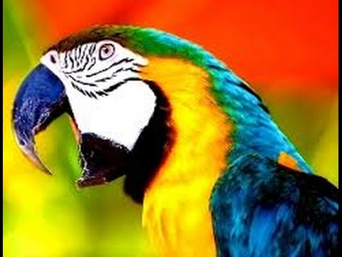 Video: De Ce Papagalii Pot Vorbi