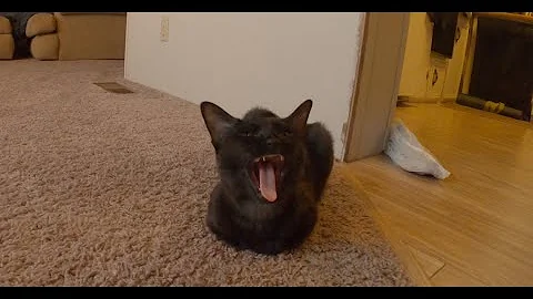 Watch the video about Black Grizzled Chausie Kitten