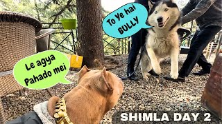 Bully👹 vs Husky👺 hogya Shimla mei🫣🤯 - Day 2 by Aman and Bully 40,105 views 2 months ago 29 minutes
