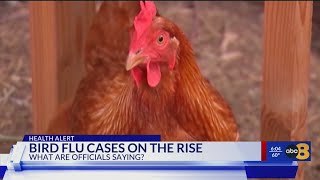 What you need to know: Wildlife experts warn of rising bird flu cases in Virginia