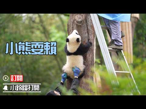 《熊貓早晚安》奶媽，讓我再多玩一小會兒嘛 | iPanda熊貓頻道