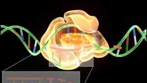 Transcription in prokaryotes