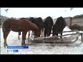 В Ижемском районе готовятся к конным соревнованиям