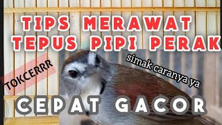 CARA MERAWAT BURUNG TEPUS PIPI PERAK AGAR CEPAT GACOR