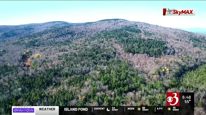 New bill combats invasive species in local forests