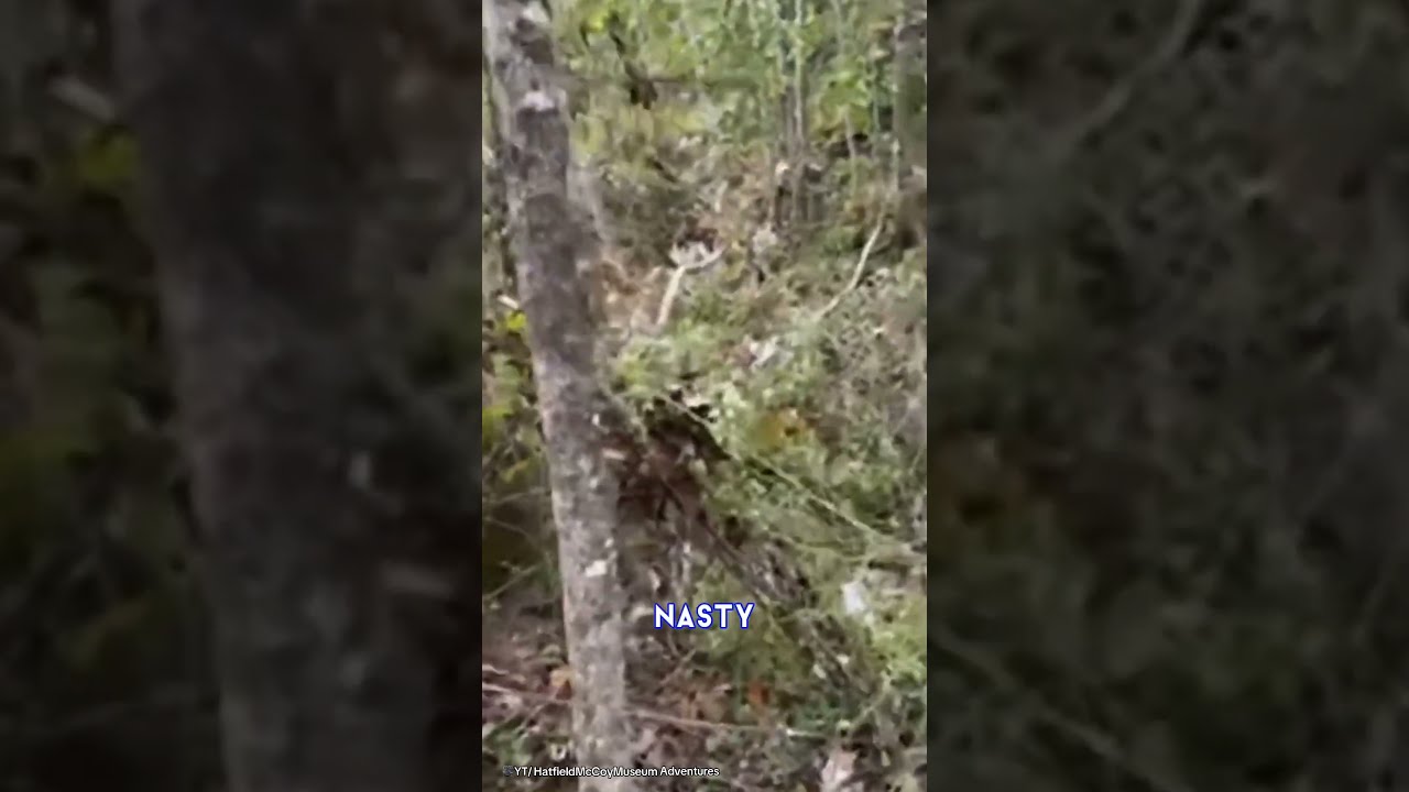 Couple Find A Dead Body Whilst On Livestream