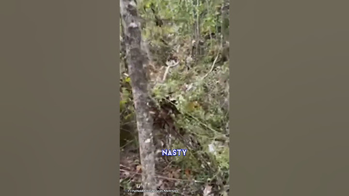 Couple find a dead body whilst on a livestream