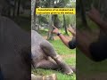 Consulting an injured #elephant #remix #automobile #music #animals #love #lovestatus #like #nature