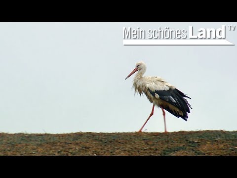 Hochsommer im Schaumburger Land - die schönsten Höfe Norddeutschlands (NDR)