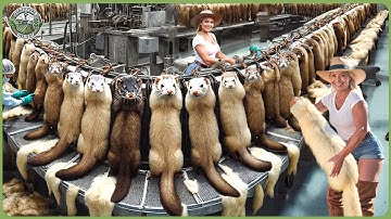How Millions Tons Mink Fur & Civet Coffee Are Made - Insane Farming & Processing of Mink Fur
