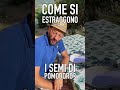 Salvare i semi di POMODORO