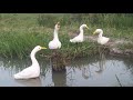 Patinhos de enfeite, feitos com garrafa pet