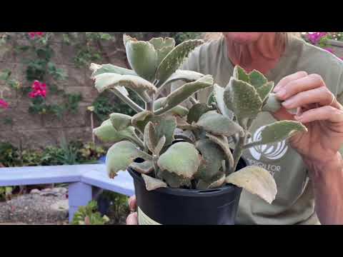 Video: Nasveti za gojenje klobučevine: Naučite se, kaj je rastlina ščitnice in kako jo gojiti na vrtu