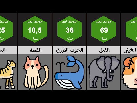 فيديو: الكلاب الكبيرة التي هي صديقة للطفل