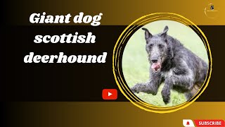 The Scottish Deerhound: Elegance and Loyalty Personified