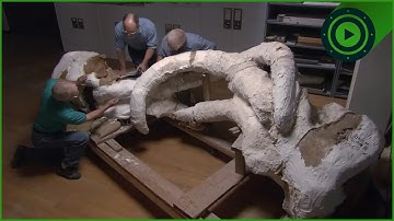 World’s RAREST Fossil: Clash of the Mammoths