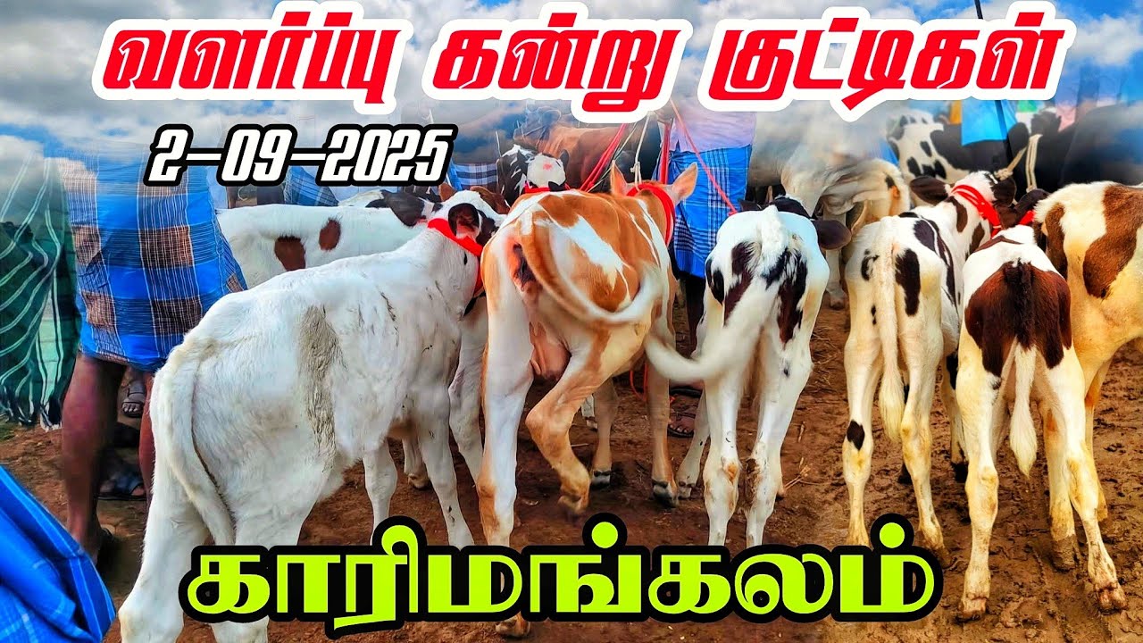 2-09-2025 karimangalam cow market வளர்ப்பு கன்று குட்டிகள் விலை நிலவரம் காரிமங்கலம் 
