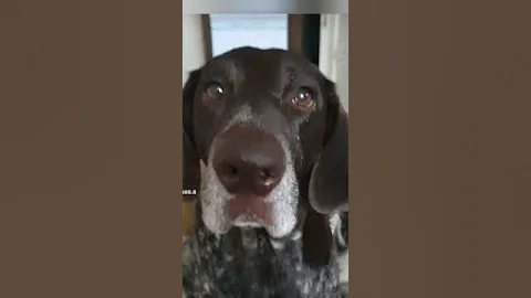 каждый день покупаешь коньяк #собака#animals #bestmoments