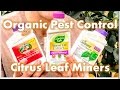 Citrus Leaf Miners in DECEMBER? Neem Oil vs.  Mineral Oil vs. Spinosad