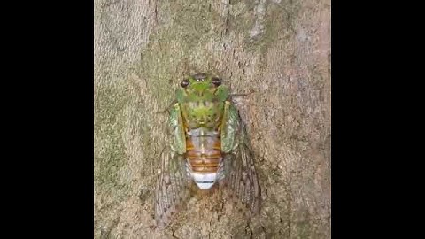 🙉Take a listen to this cicada’s screech. Male cicadas produce this sound by vibrating membranes ..